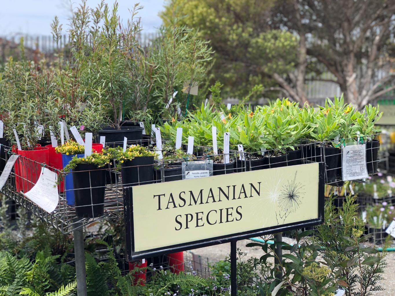 native-australian-and-tasmanian-plant-nursery-near-hobart