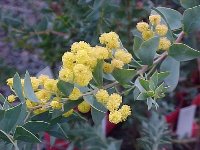 Acacia  cultriformis - Knife  leaf  Wattle