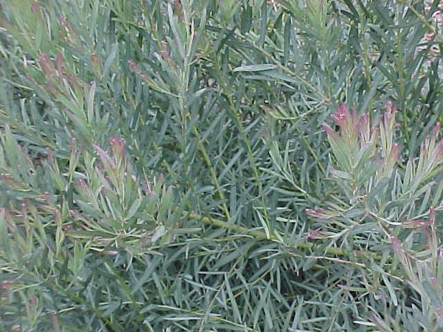 Acacia  iteaphylla - Gawler  Range  Wattle