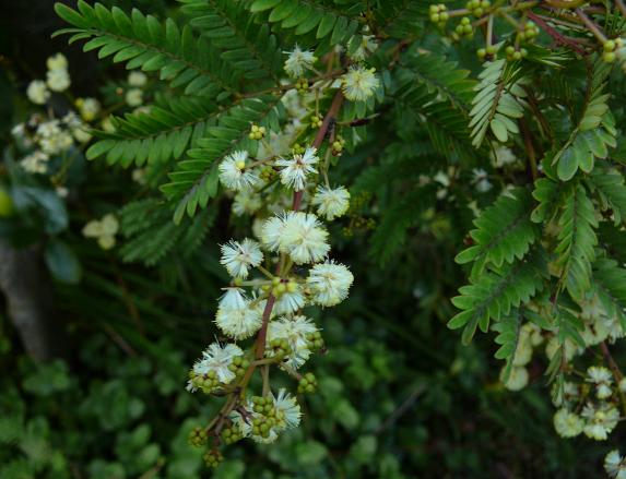 Acacia  rubida - Red  Stemmed  Wattle