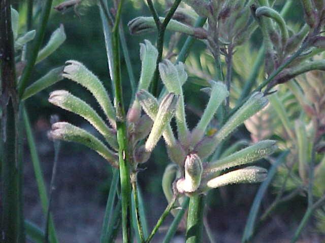 Anigozanthos  flavidus  green - Kangaroo Paw