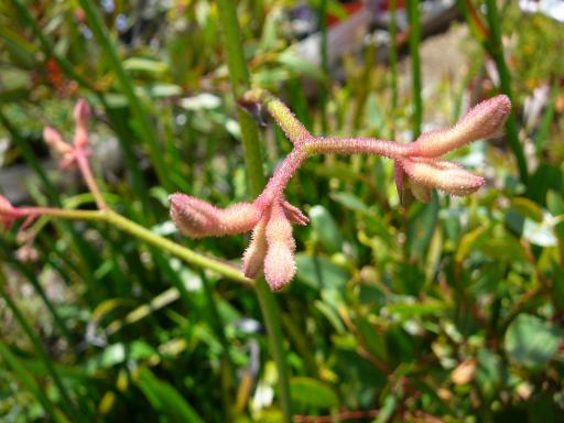 Anigozanthos  flavidus  light  red - Kangaroo Paw