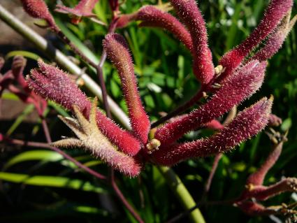 Anigozanthos  flavidus  red - Kangaroo Paw