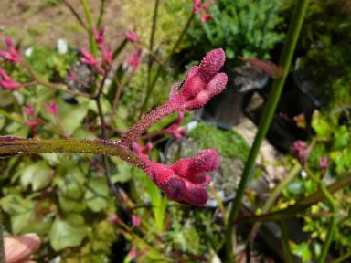 Anigozanthos  Pink  Joey - 