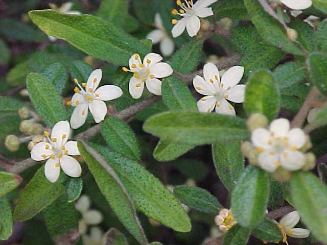 Asterolasia  asteriscophora - Lemon  Star  Bush