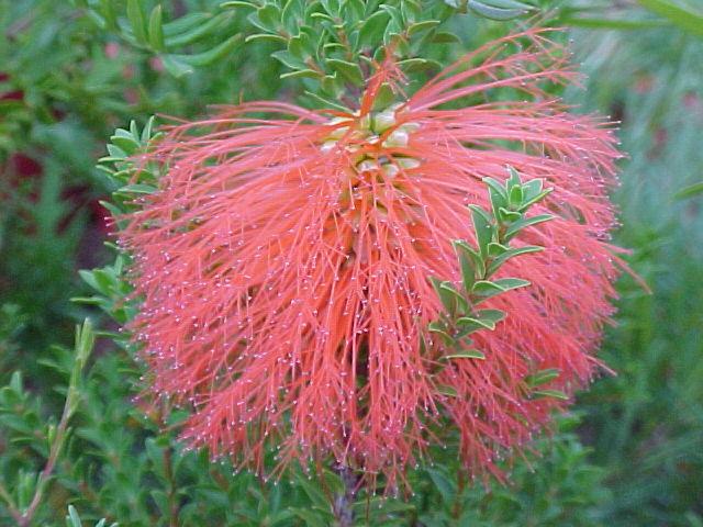 Beaufortia  aestiva - Sand  Bottlebrush