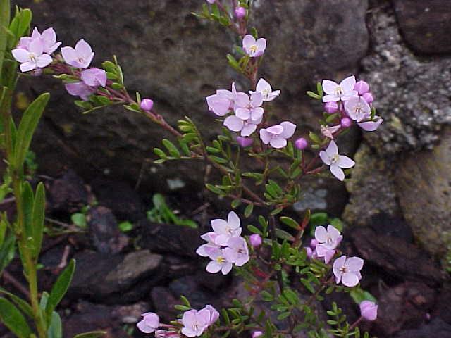 Boronia  muelleri  compact - 