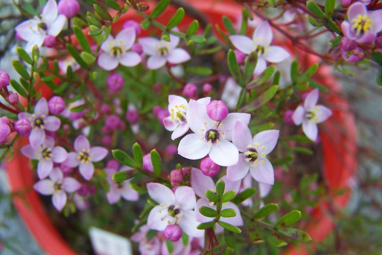 Boronia  muelleri  miniature - 