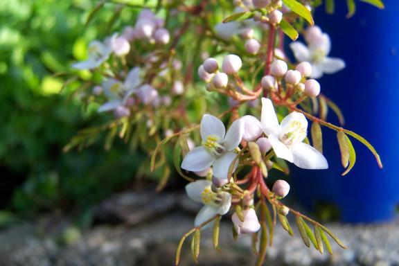 Boronia  pinnata  white - Pinnate  Boronia