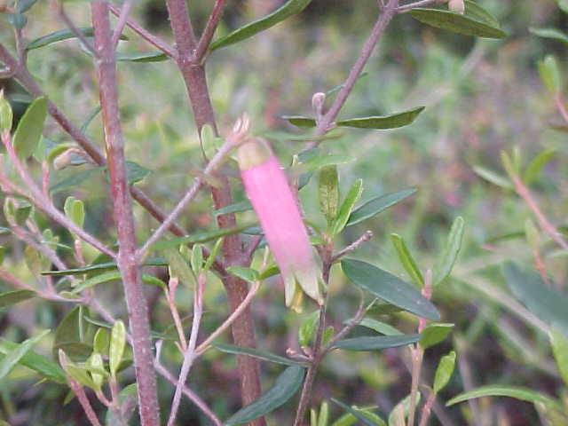 Correa  reflexa  Tall - Native  Fuschia