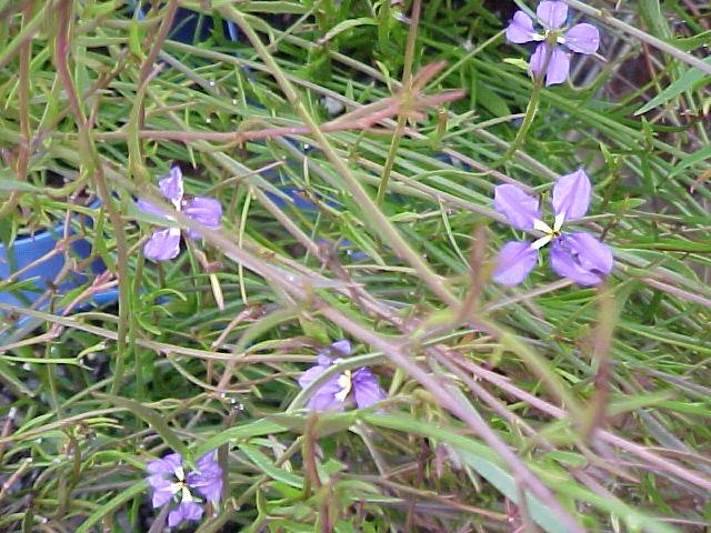 Dampiera  trigona  blue - Angle  Stemmed  Dampiera