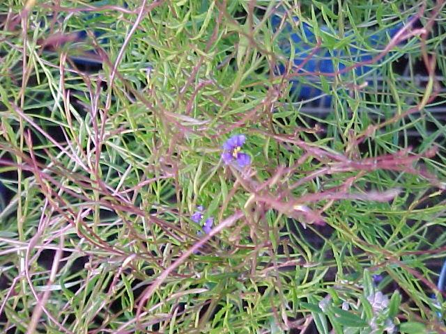 Dampiera  trigona  dwarf - Angle  Stemmed  Dampiera