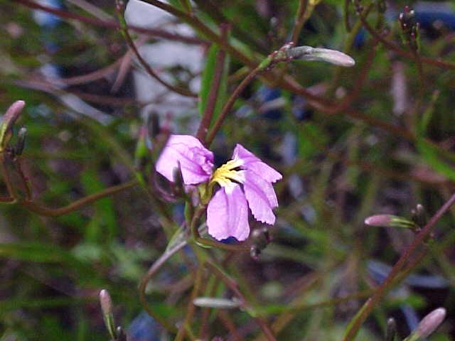 Dampiera  trigona  pink - Angle  Stemmed  Dampiera