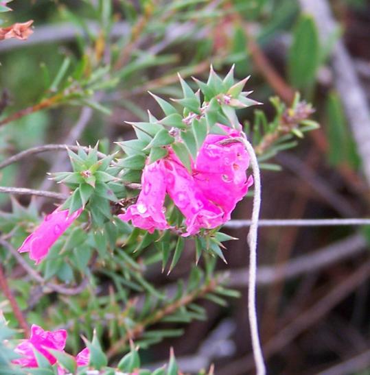 Epacris  impressa  pink - Common  Heath