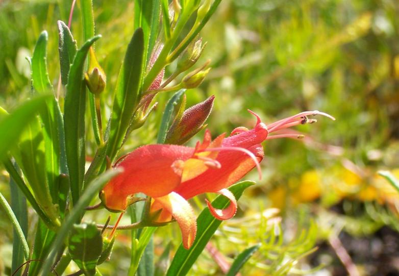 Eremophila  glabra  red  prostrate - 