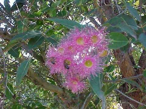 Eucalyptus  calophylla  rosea - Pink  Marri