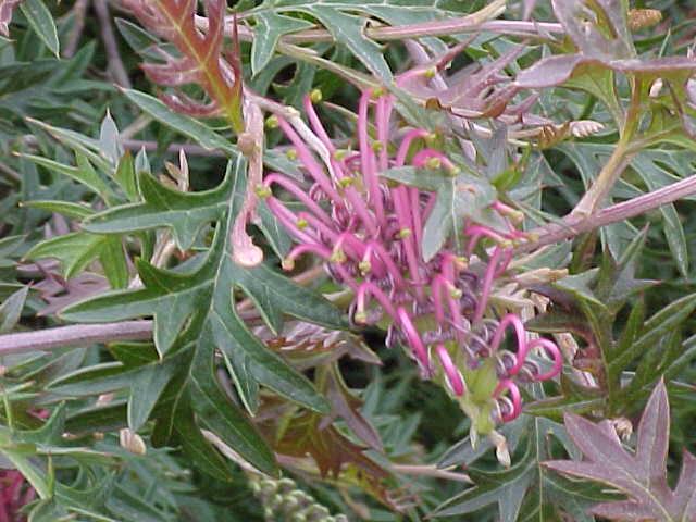 Grevillea  acanthifolia - 