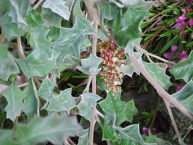 Grevillea  aquifolium  broad  leaf - 