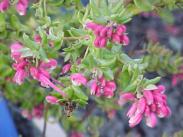 Grevillea  baueri  broad  leaf - 