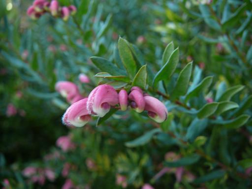 Grevillea  baueri  compact - 