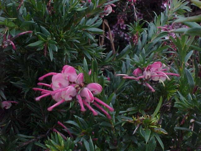 Grevillea  baueri  fine  leaf -  