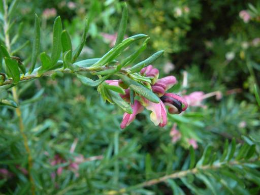 Grevillea  baueri  prostrate - 