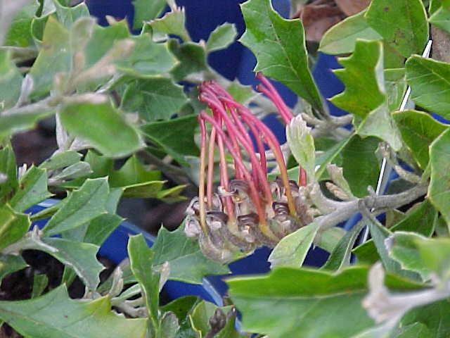 Grevillea  bedggoodiana - 