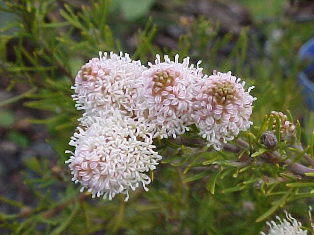 Grevillea  crithmifolia - 