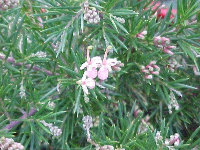 Grevillea  juniperina  Pink  Lady - 