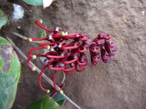 Grevillea  laurifolia - 