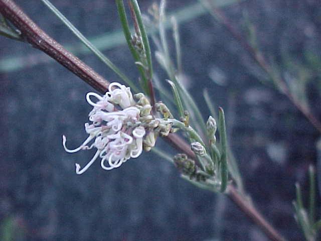 Grevillea  linearifolia - 