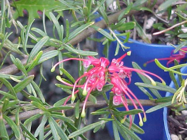 Grevillea  obtusifolia  upright - 