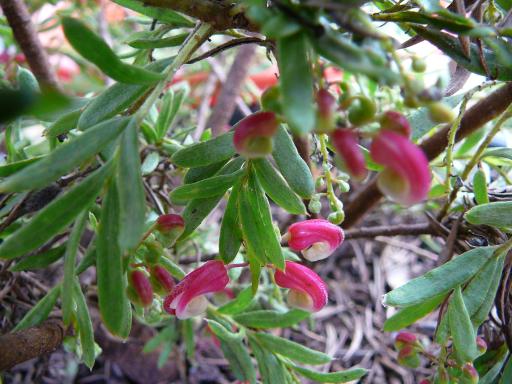 Grevillea  Olympic  Flame - 