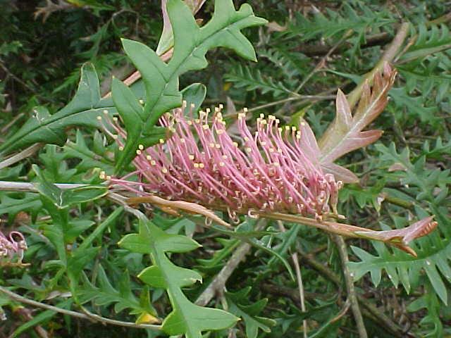 Grevillea  Poorinda  Anticipation - 