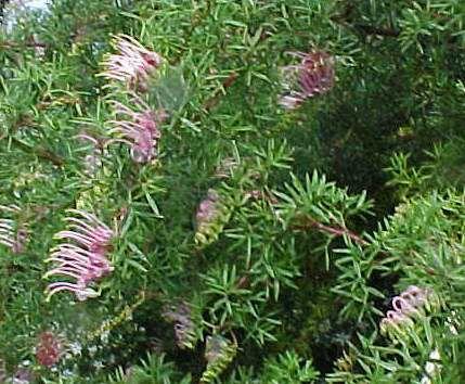 Grevillea  rivularis  prickly - Carrington  Falls  Grevillea