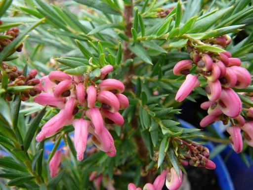 Grevillea  rosmarinifolia  Lara  dwarf - syn.  Grev.  glabella