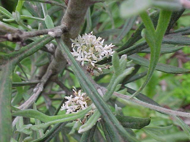 Grevillea  triloba - 