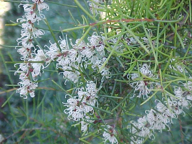 Hakea  teretifolia - Dagger  Hakea