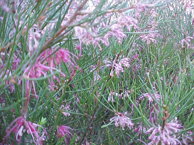 Hakea  verrucosa - 