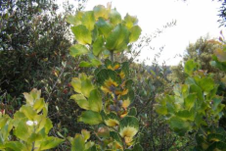 Hakea  victoria - Royal   -   Lantern  Hakea