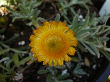 Helichrysum  scorpioides - 