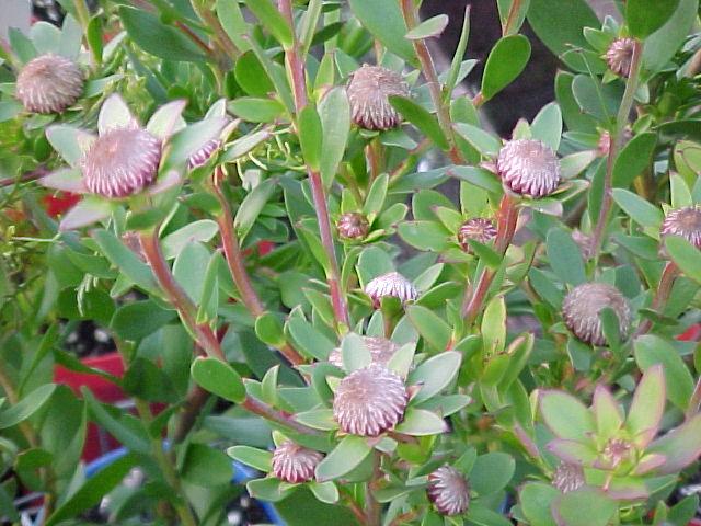 Isopogon  Pink  Drumsticks - 