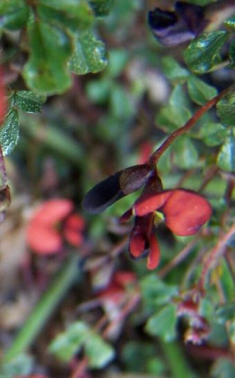 Kennedia  microphylla - 