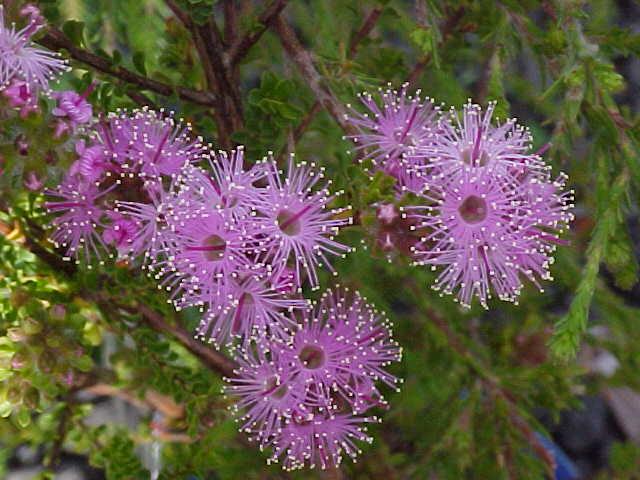 Kunzea  capitata - 