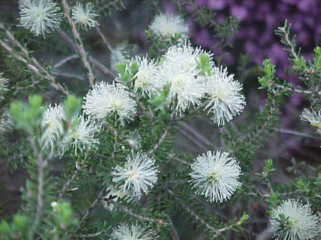 Kunzea  ericifolia - 