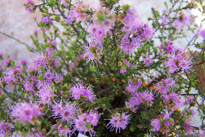 Kunzea  parvifolia  dwarf - 