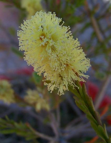 Melaleuca  citrina - 