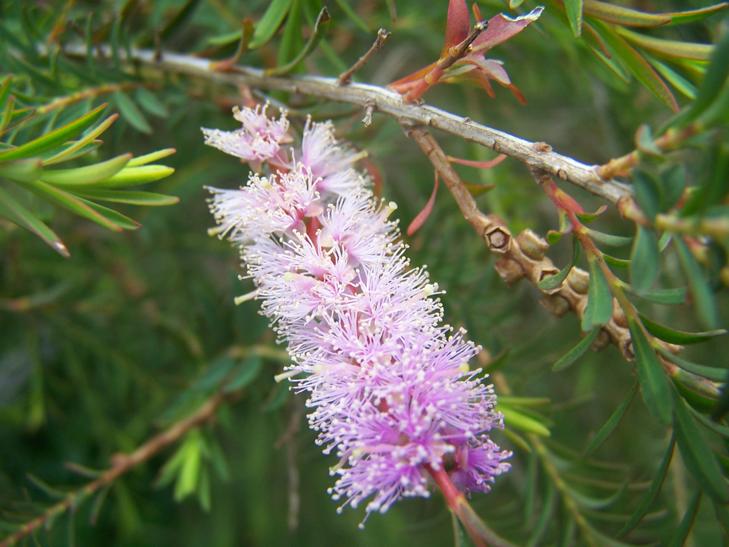 Melaleuca  diosmatifolia - Pink  Paperbark