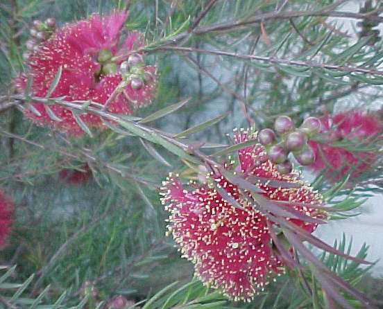 Melaleuca  fulgens - 