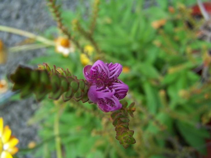 Melaleuca  pulchella - Claw  Honey - myrtle